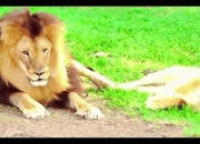 开云体育在线-包含雄狮球员火力全开让对手应接不暇的词条