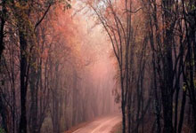 开云体育下载-深圳凤凰队以铁血决心迎击阜新竞技