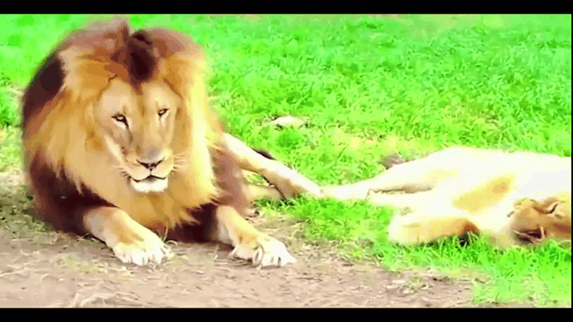 包含雄狮球员火力全开让对手应接不暇的词条